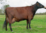 vaches-12897