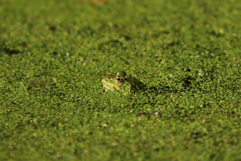 grenouille-verte-p-hue-12733